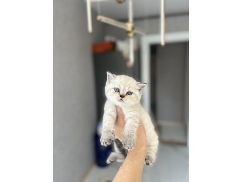 Brıtısh shorthair sılver yavrularım 