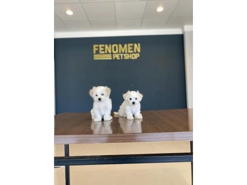Kar beyaz maltese terrier yavrularımız güncel