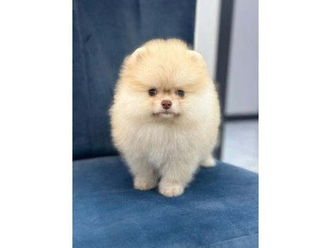 Nadir yeşil göz pomeranian boo