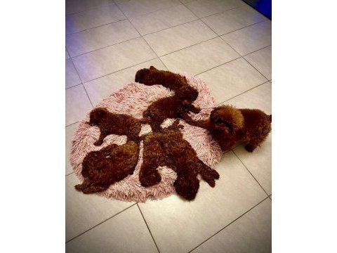 Kore bebekler toy poodle