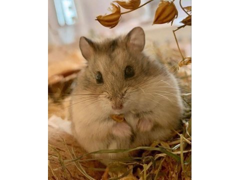 Hamster gonzales yavrularımız heryere gönderim