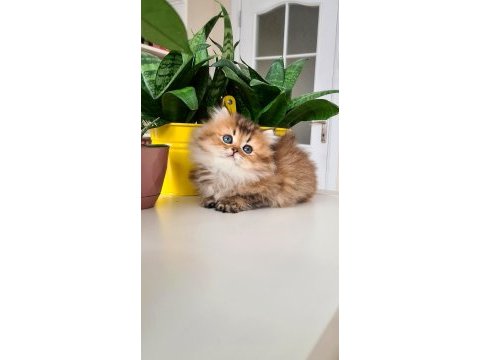 Bal küpü golden british longhair