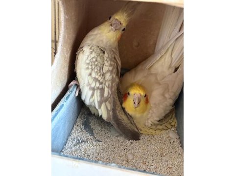 Kuluçka makinesi gibi garantili takım sultan papağanı