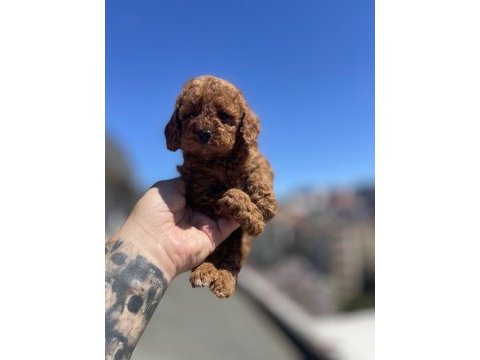 Red brown toy poodle yavrular