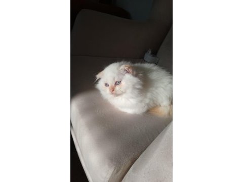 Scottish fold yavrularımıza yuva arıyoruz