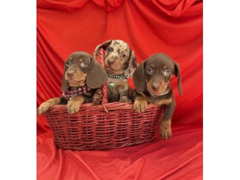 Son gözdesi egzotik görüntüsü dachshund sosis