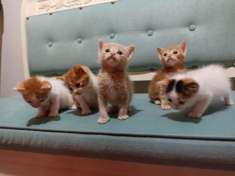 Anneleri ölen kedilere yuva arıyoruz