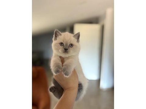 Brıtısh shorthair blue point yavrularım 