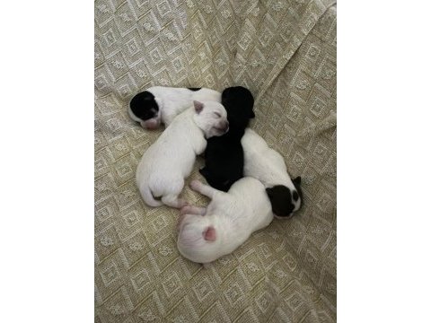 Yeni chihuahua yavrularım