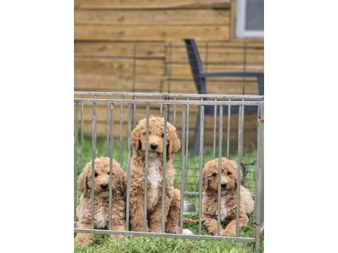 Muhteşem dev poodle bebekleri