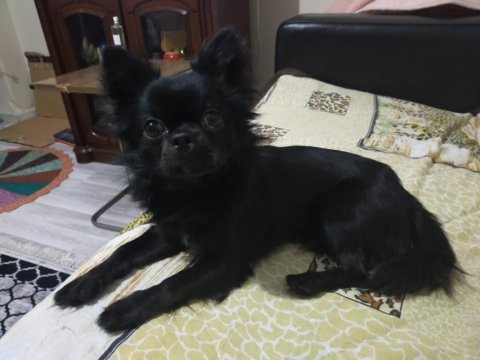 1.5 yaşındaki chihuahua oğlumuza eş arıyoruz