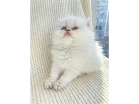 By33 dişi yavru british longhair