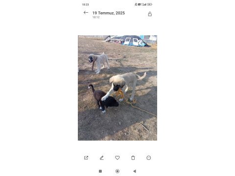 Kangal çaparlarımız saf kan orjinal
