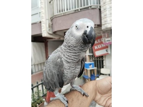 Full evcil oyun hamuru gibi jako