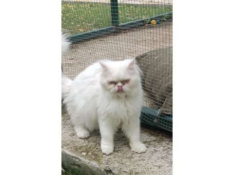 Oyun delisi erkek iran kedisi