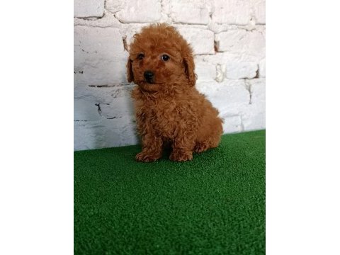 Toy poodle yavrularımız