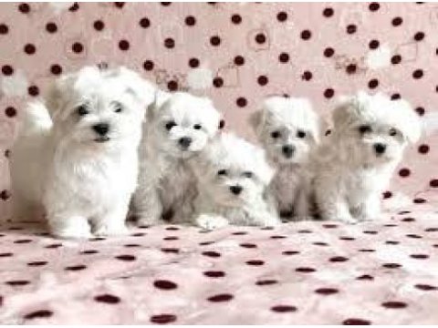 Sıfır numara maltese terrier yavrularımız