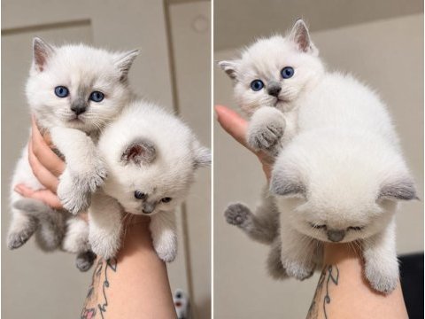 Cınamon a kalıte british shorthair