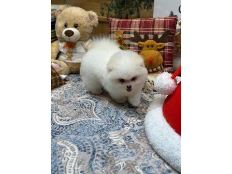 Oyuncak teddy pomeranian boo