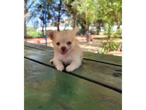 Longhair erkek chihuahua