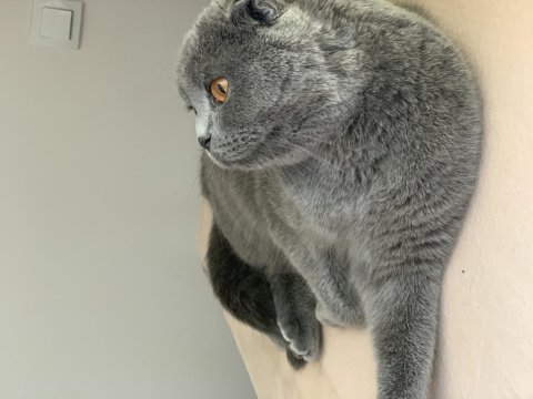 Scottish fold