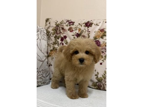 Biblo red maltipoo oğlumuz