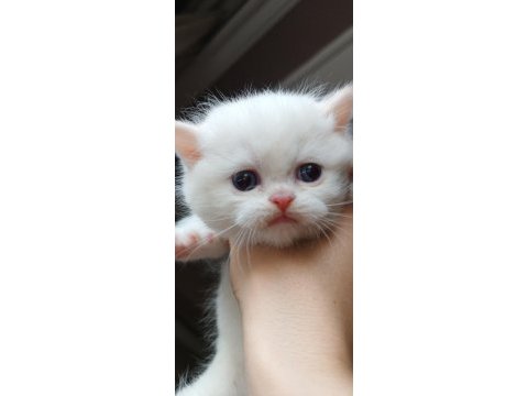 British shorthair yavru