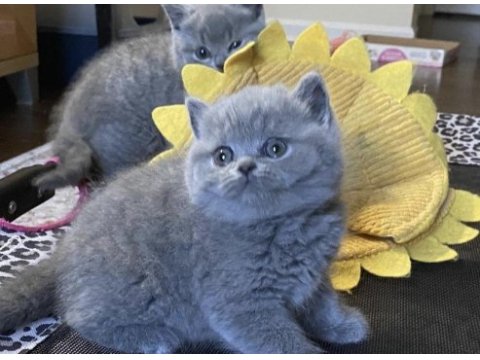 Brıtısh shorthair gri yavrularım 