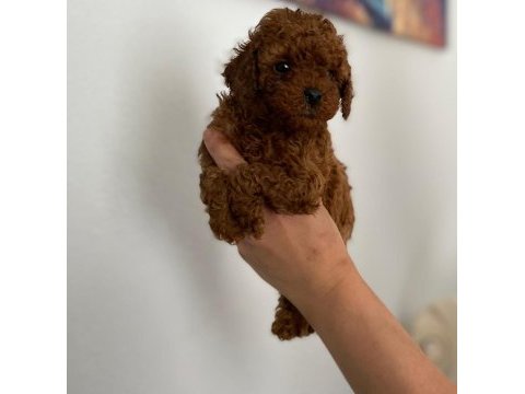 Maltipoo sevimli patiler orijinal ev doğumlu