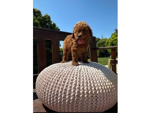 Kore teacup babadan teacup poodle bebekler