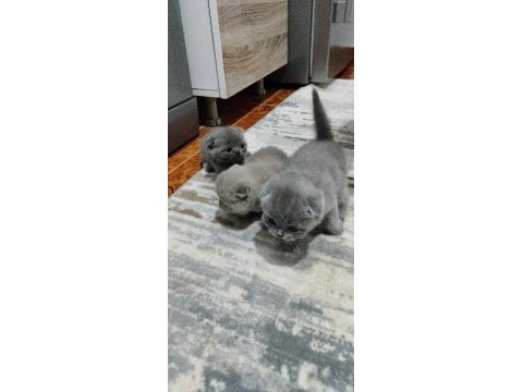 Mükemmel yavrularımız scottish fold
