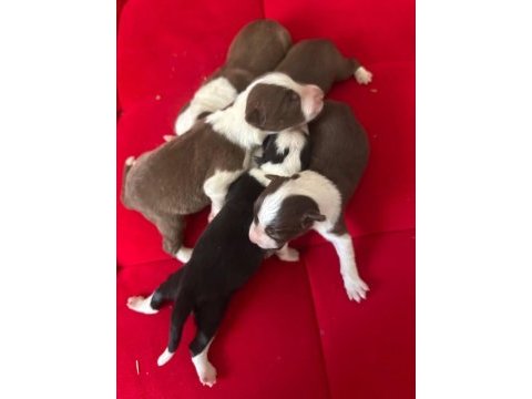 Şeker köpekler bunlar