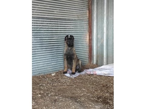 1 dişi ve 1 erkek belçika kurdu aşıları yapıldı