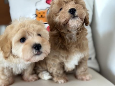 Petmode köpek çiftliğinde ziyarete açık maltipoo