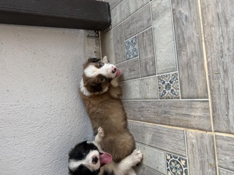Üreticiden harika border collıe yavrular