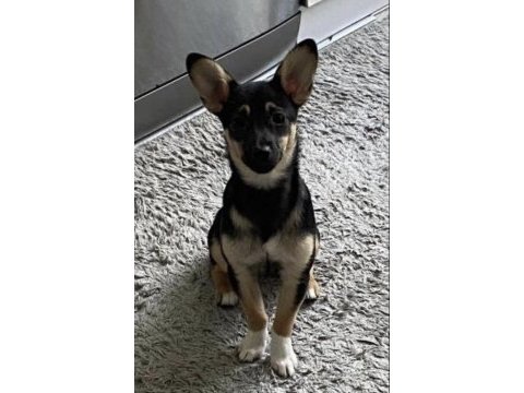 Akıllı chihuahua kızım bella yeni yuvasını arıyor