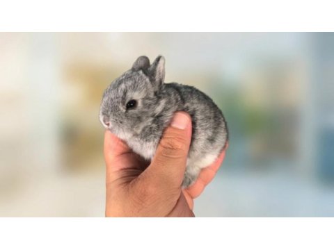 Hollanda cüce tavşan beyaz karamel chinchilla aguti