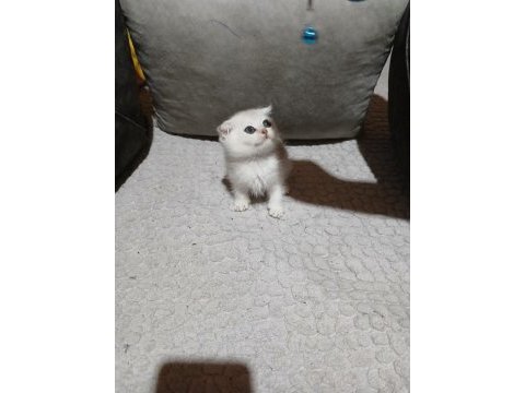Scottish fold silver erkek bebeğimiz