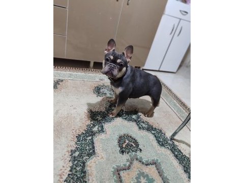 Dişi blue and tan french bulldog