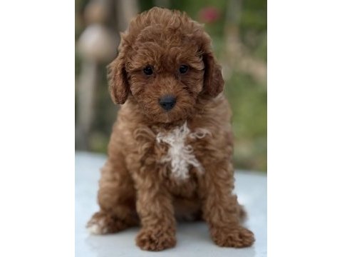 Korea kan toy poodle bebekler