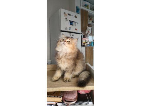 British longhair kedilerim
