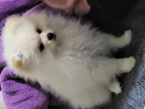 Pomeranian boo 4 aylık köpeğimiz