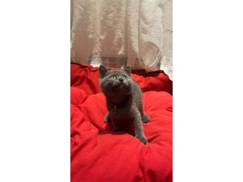 Son erkek yavru kedim 2 aylık