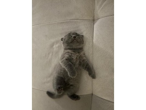 Ücretsiz scottish fold sahiplendiriyorum