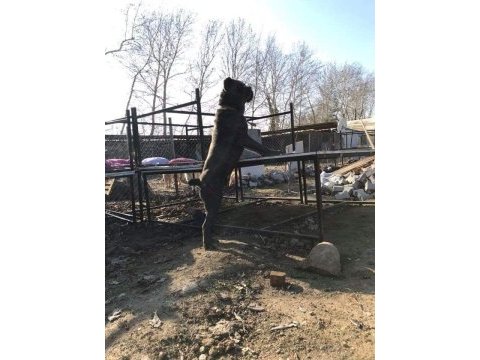 Dev anne babadan üst kalite cane corso yavrular