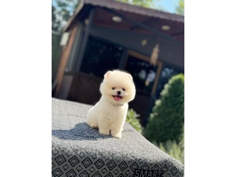 Dünyalar tatlısı mini boy beyaz pomeranian boo