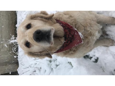 Şila yeni yuvasını arıyor golden retriever