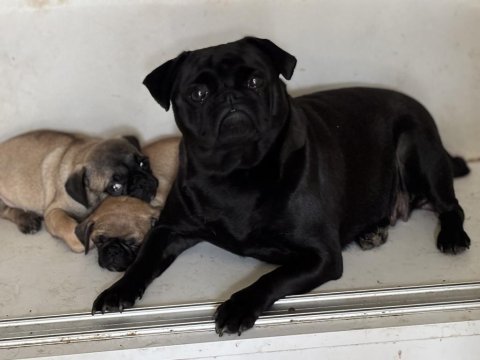 Pug bebekler