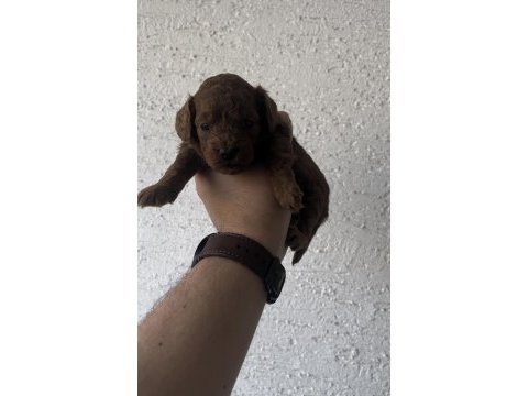 Anne altından teacup kore kan koyu renk genetik poodle