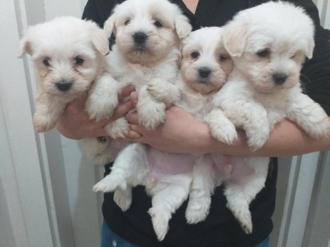 Maltese terrier bebekler